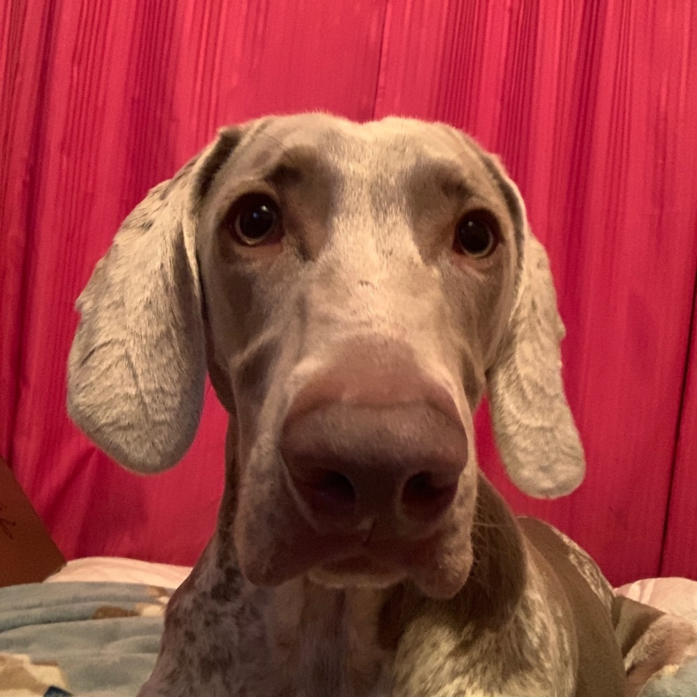 Meet your Posher, Ariele